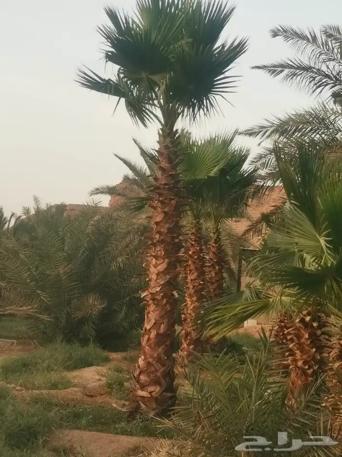 3 نخلات واشنطن للبيع 0