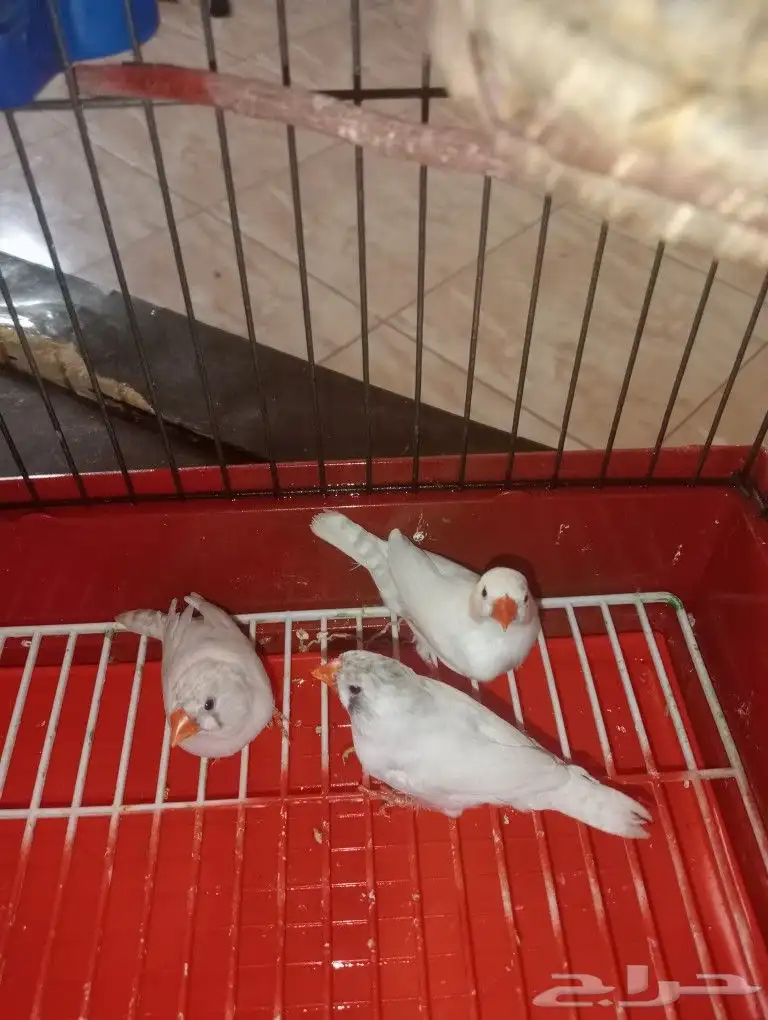 عصفير زيبرا 1