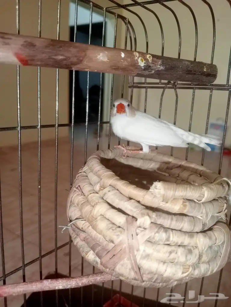 عصفير زيبرا 2