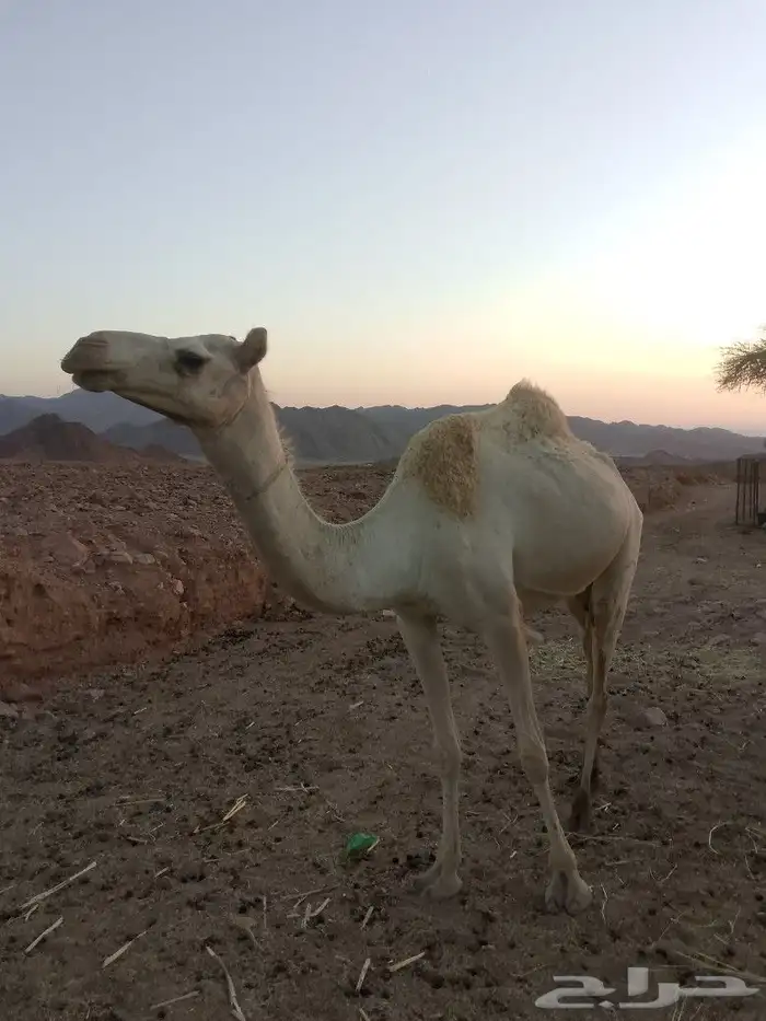 ناقه ام ثاني 0