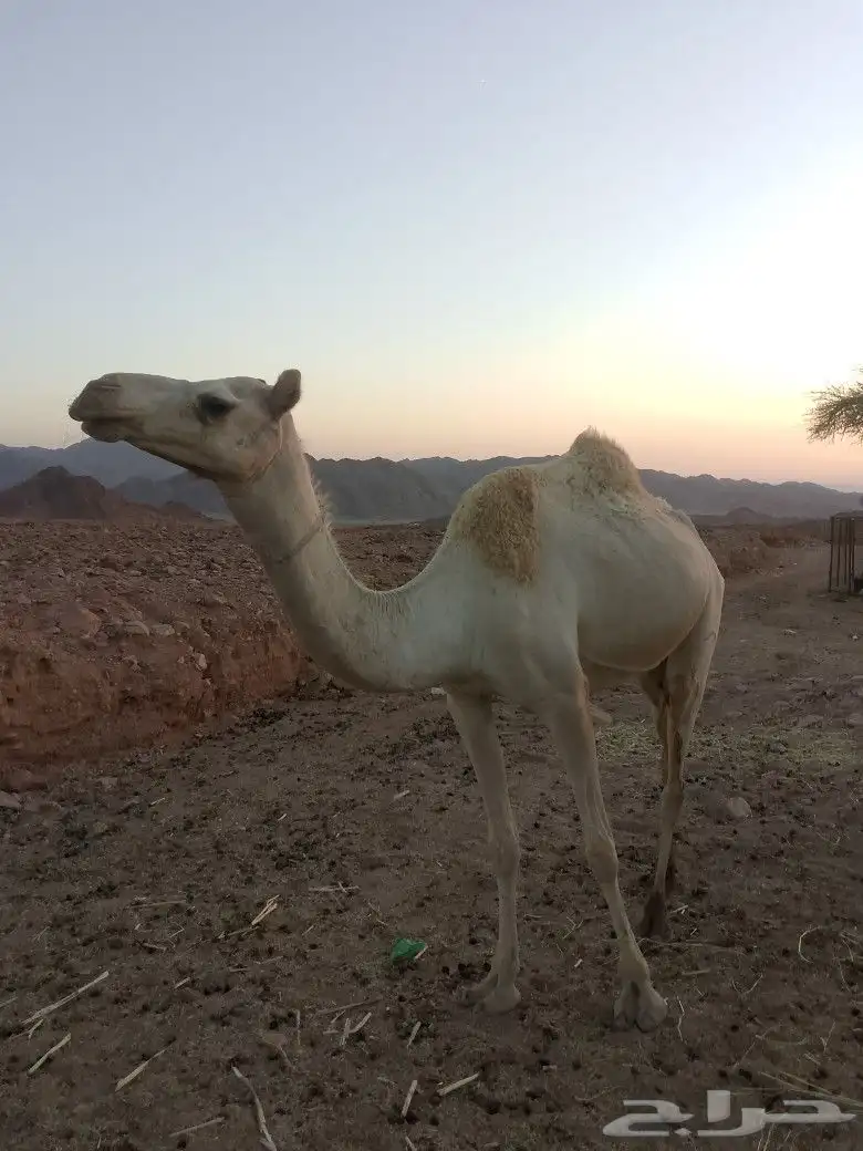 ناقه ام ثاني 0