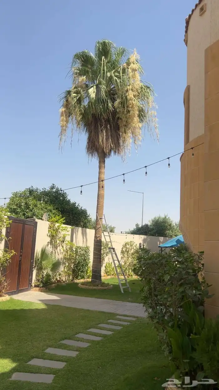 نقوم بتكريب نخل العربي ول واشنطونيا 1
