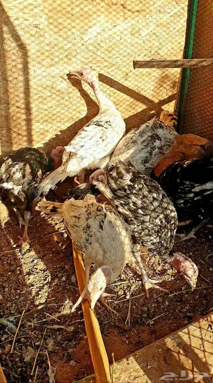 تم البيع صيصان رومي 3