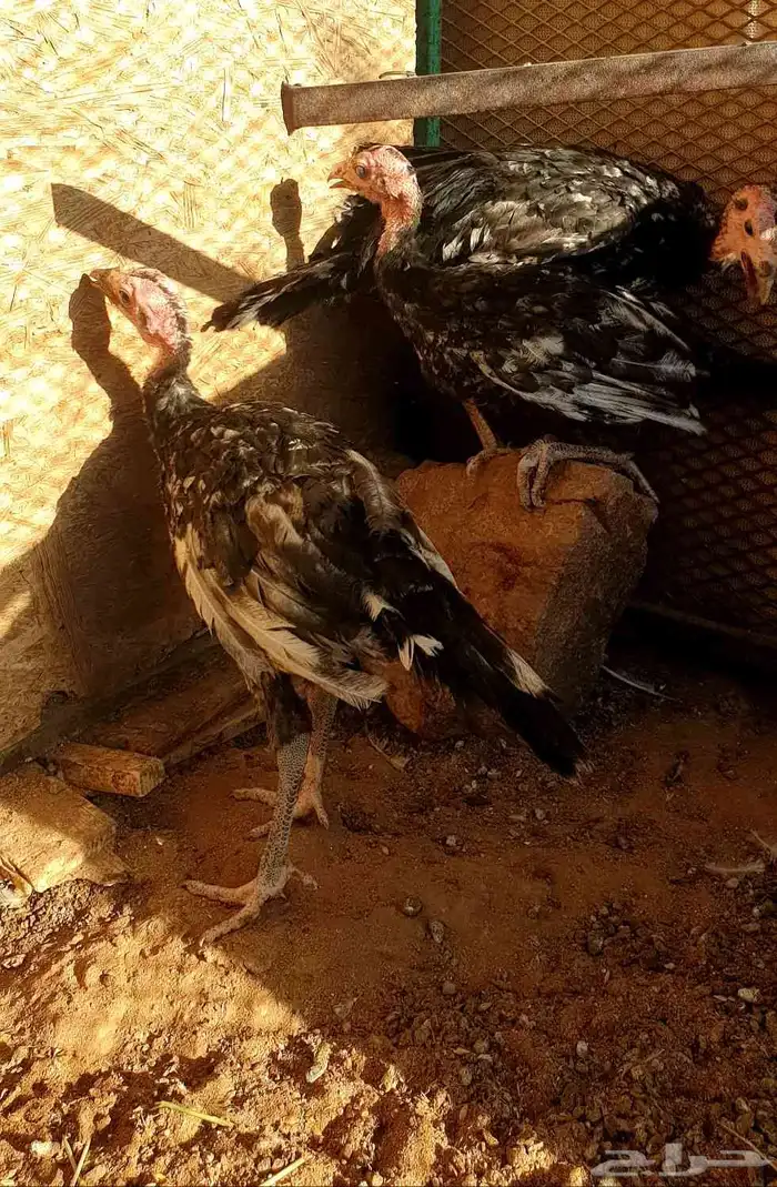 تم البيع صيصان رومي 6