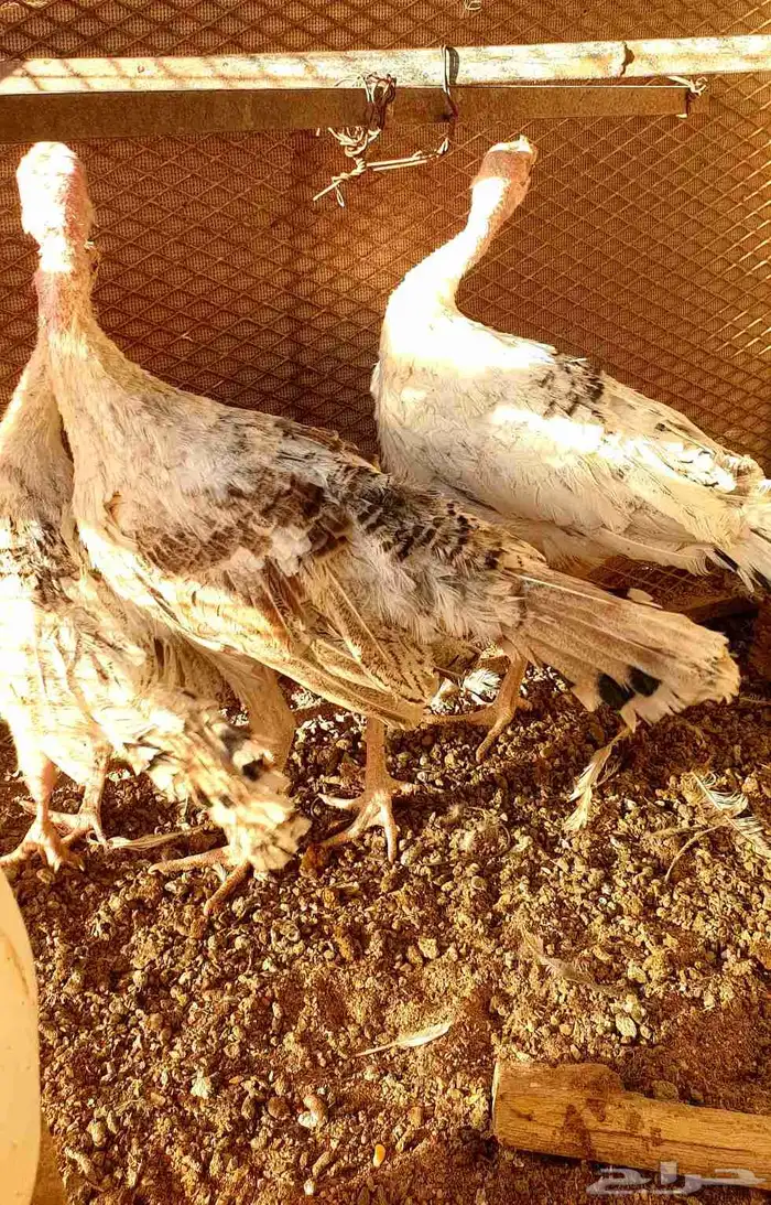 تم البيع صيصان رومي 9