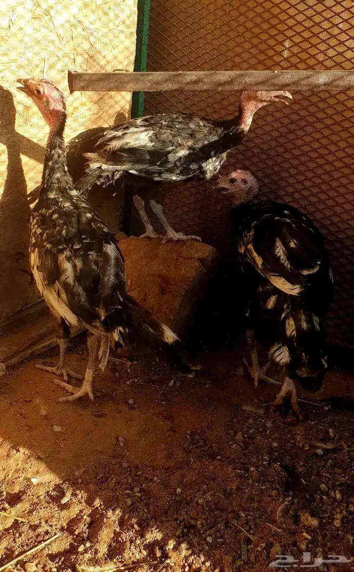 تم البيع صيصان رومي 4