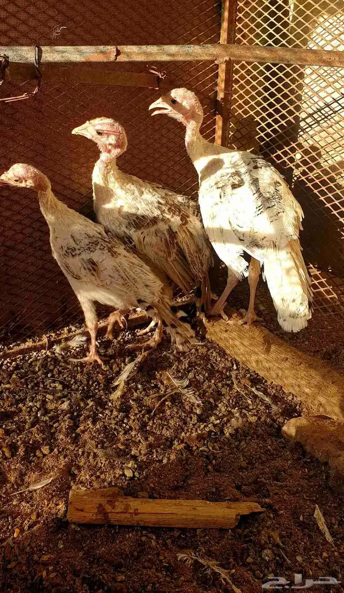 تم البيع صيصان رومي 8