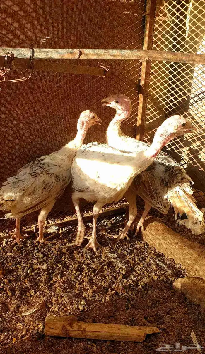 تم البيع صيصان رومي 7