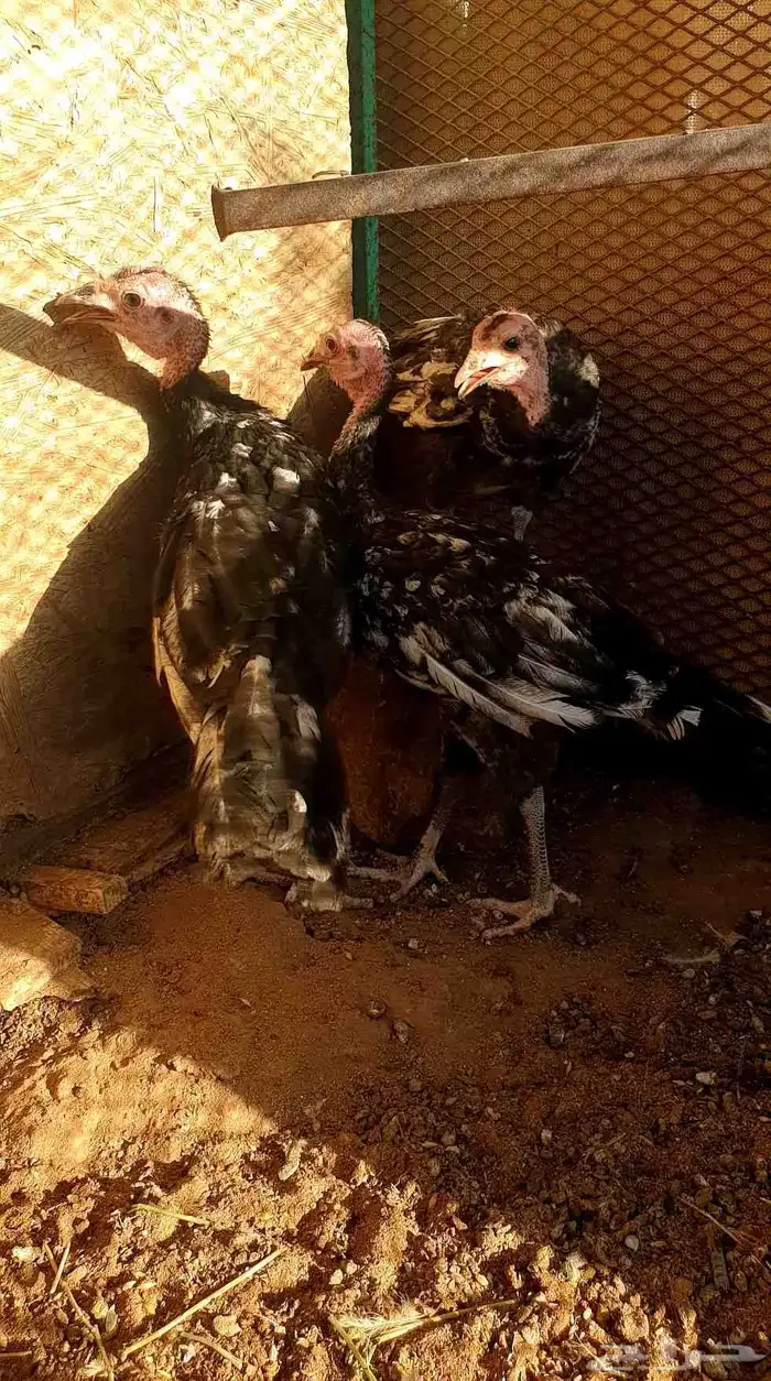 تم البيع صيصان رومي 5