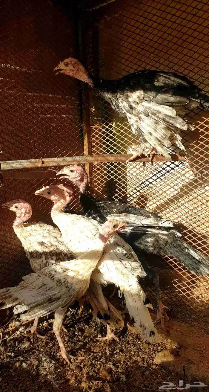 تم البيع صيصان رومي 2