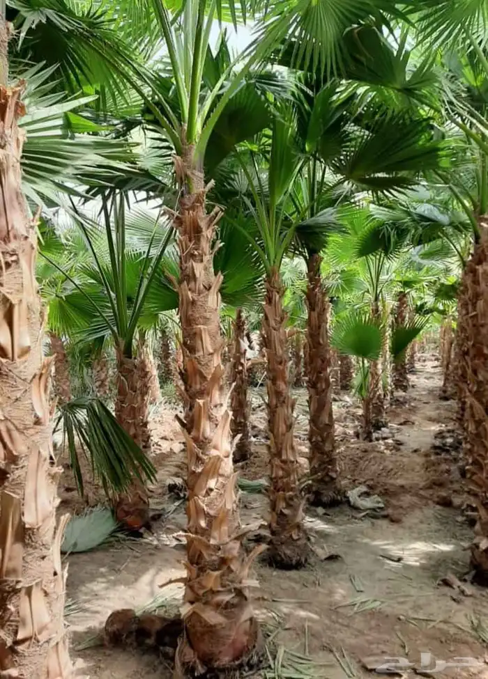 نخل واشنطني 0
