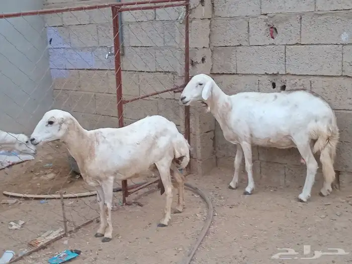 للبيع ضان القاني 0