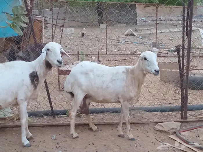 للبيع ضان القاني 5