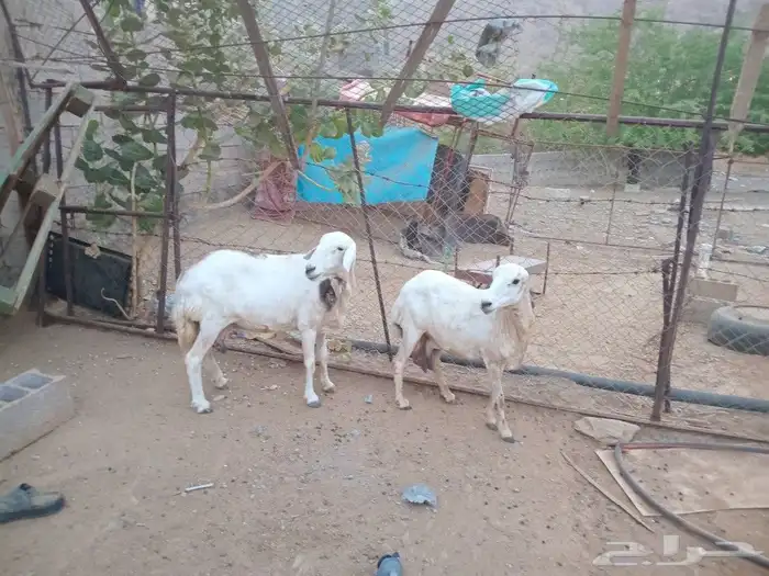 للبيع ضان القاني 3