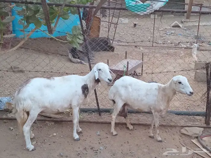 للبيع ضان القاني 2