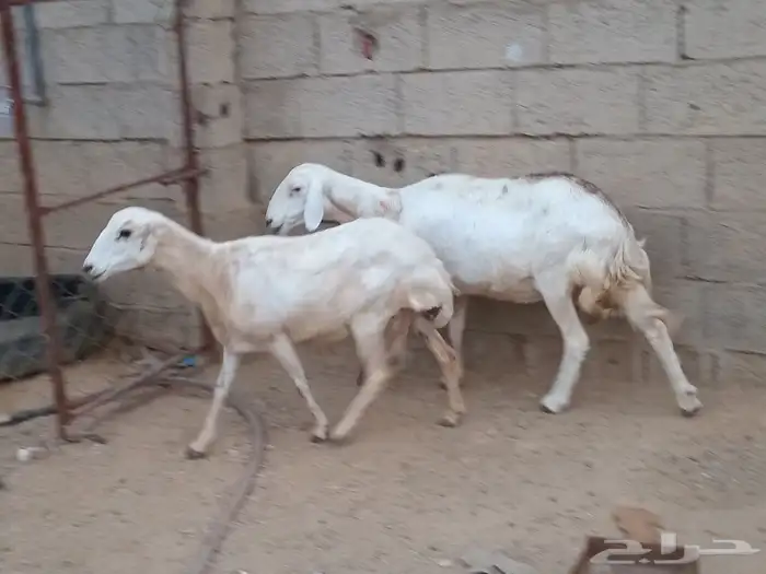 للبيع ضان القاني 1