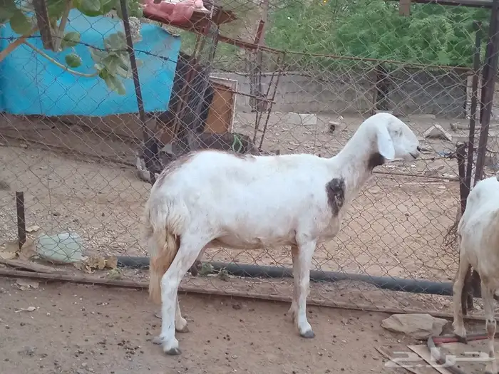 للبيع ضان القاني 9