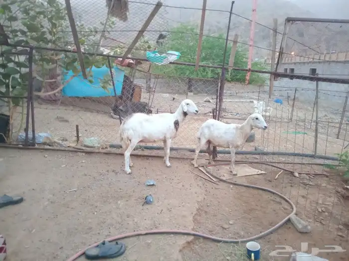 للبيع ضان القاني 8