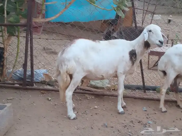 للبيع ضان القاني 4