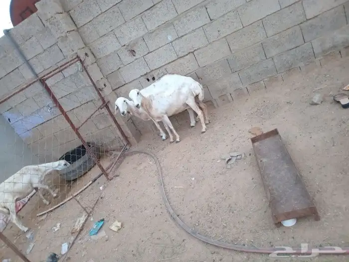 للبيع ضان القاني 7