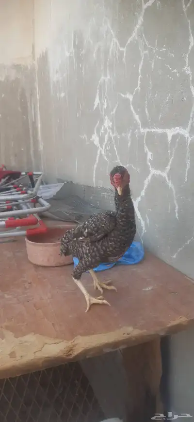 دجاج كوشامو قزم تم البيع 1