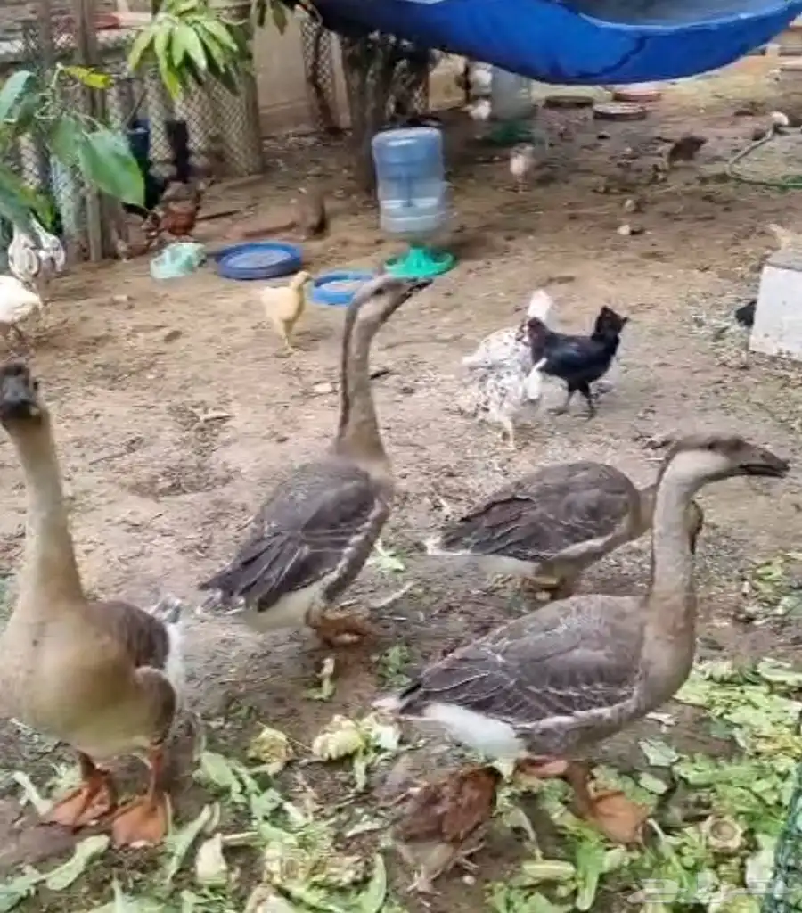 وز عراقي كوبرا 0