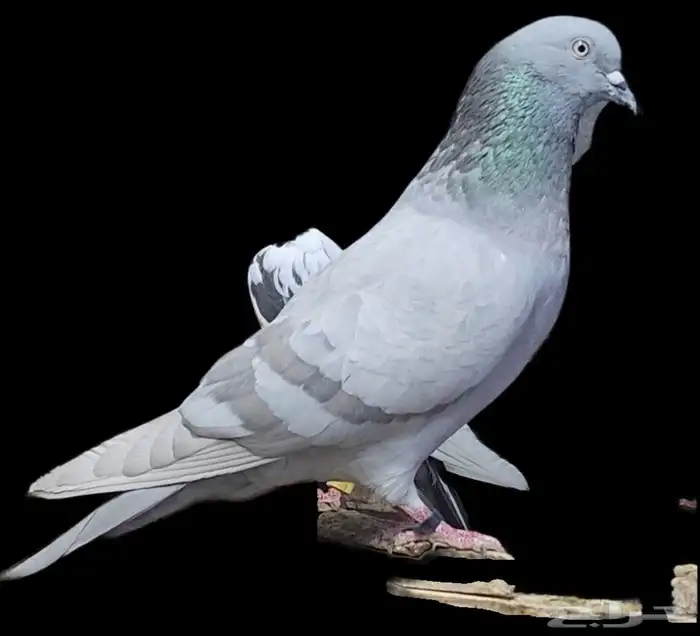 زوج حمام باكستاني هارا سليطي 0
