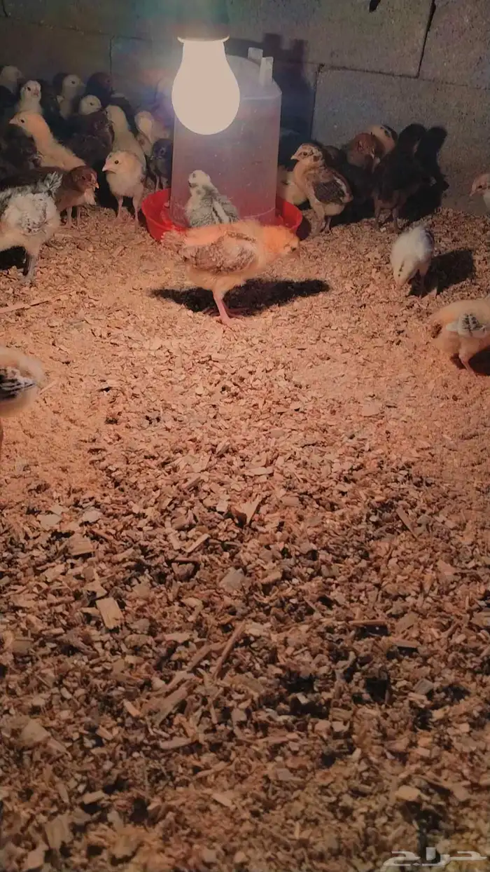 صوص بلدي الصحه ممتاز ماشاءالله 2