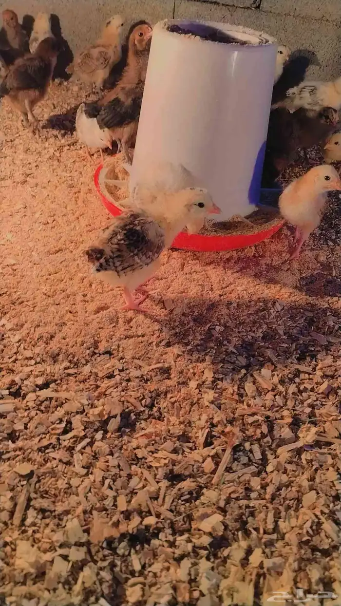 صوص بلدي الصحه ممتاز ماشاءالله 7