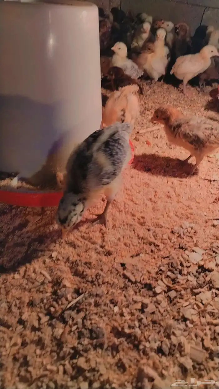 صوص بلدي الصحه ممتاز ماشاءالله 0