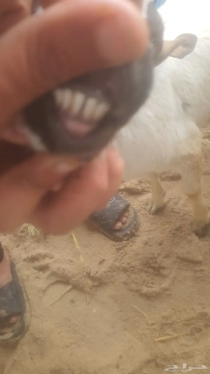 اليوم معنا تيوس يمني فاخره 2