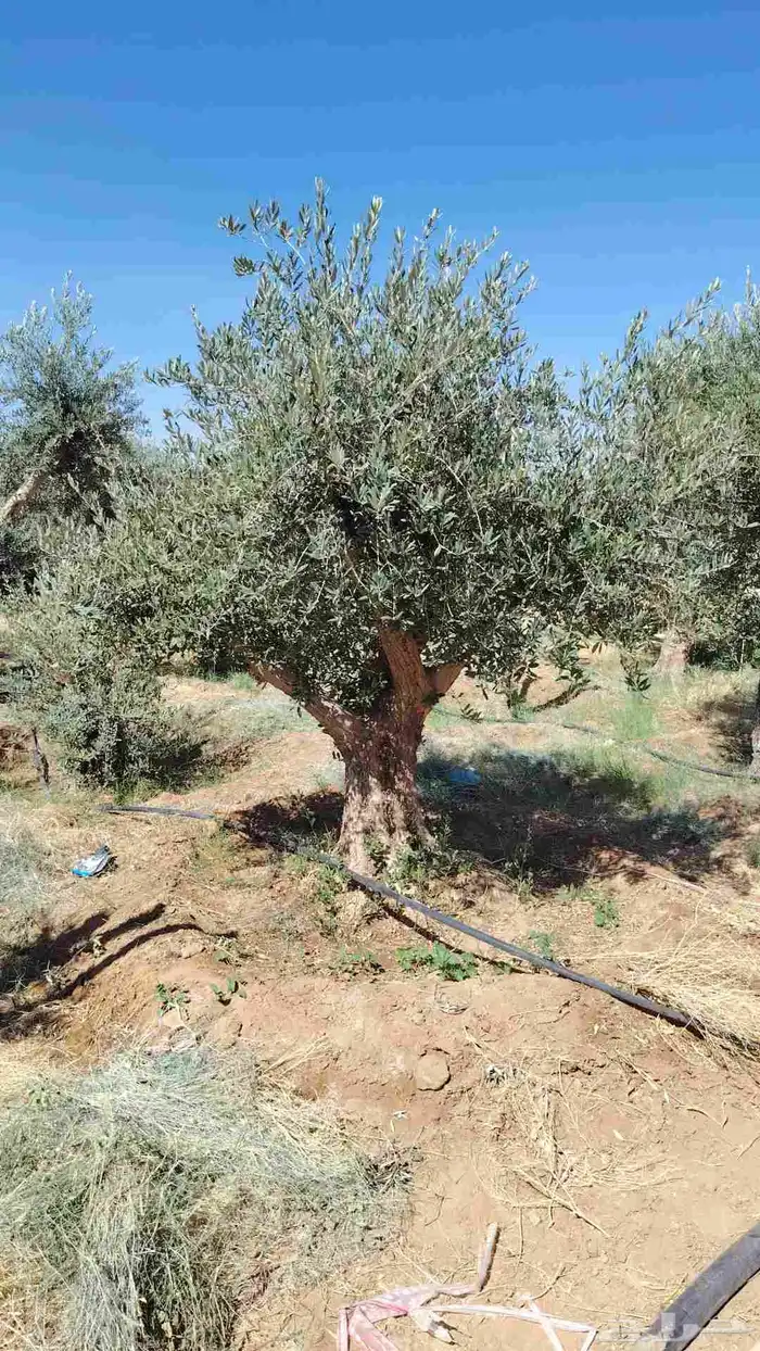 يوجد لدينا جميع انواع الأشجار الزيتون المعمر 5