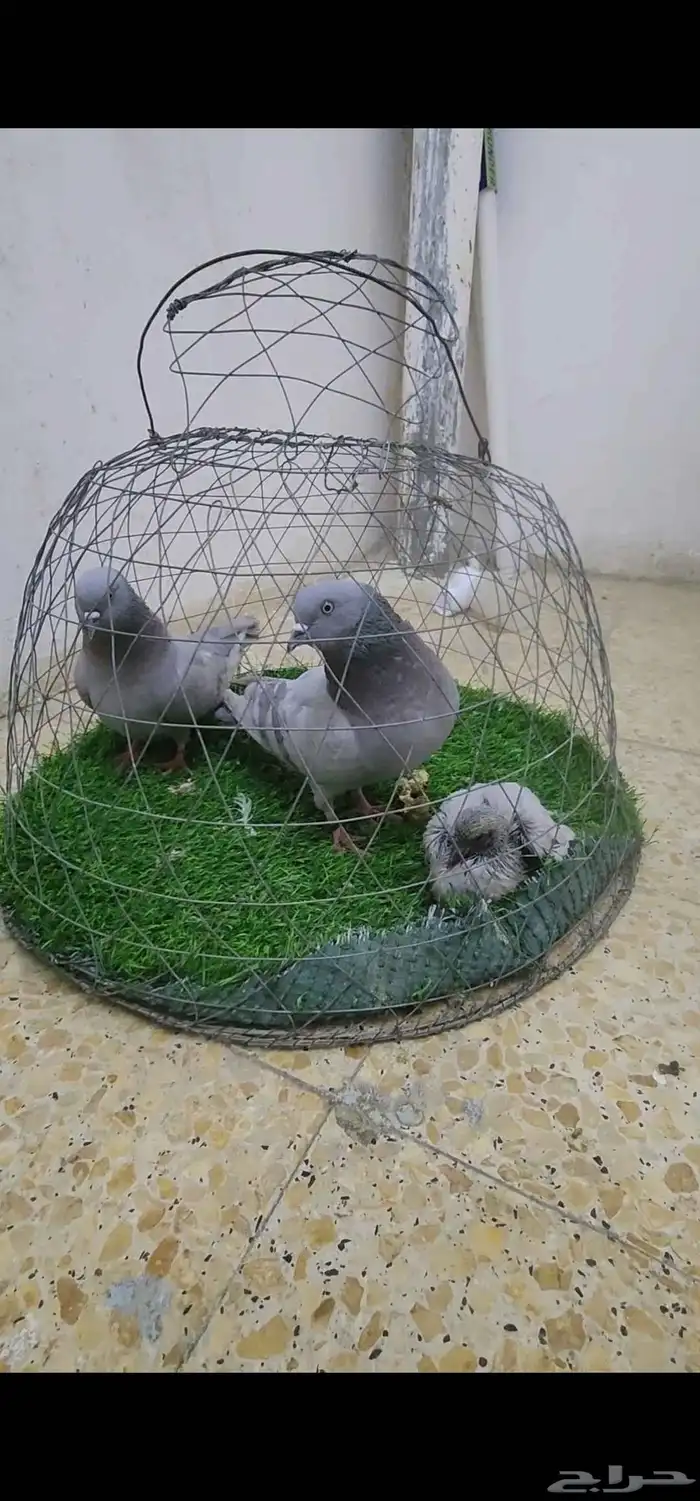 زوج حمام باكستاني هارا سليطي 1