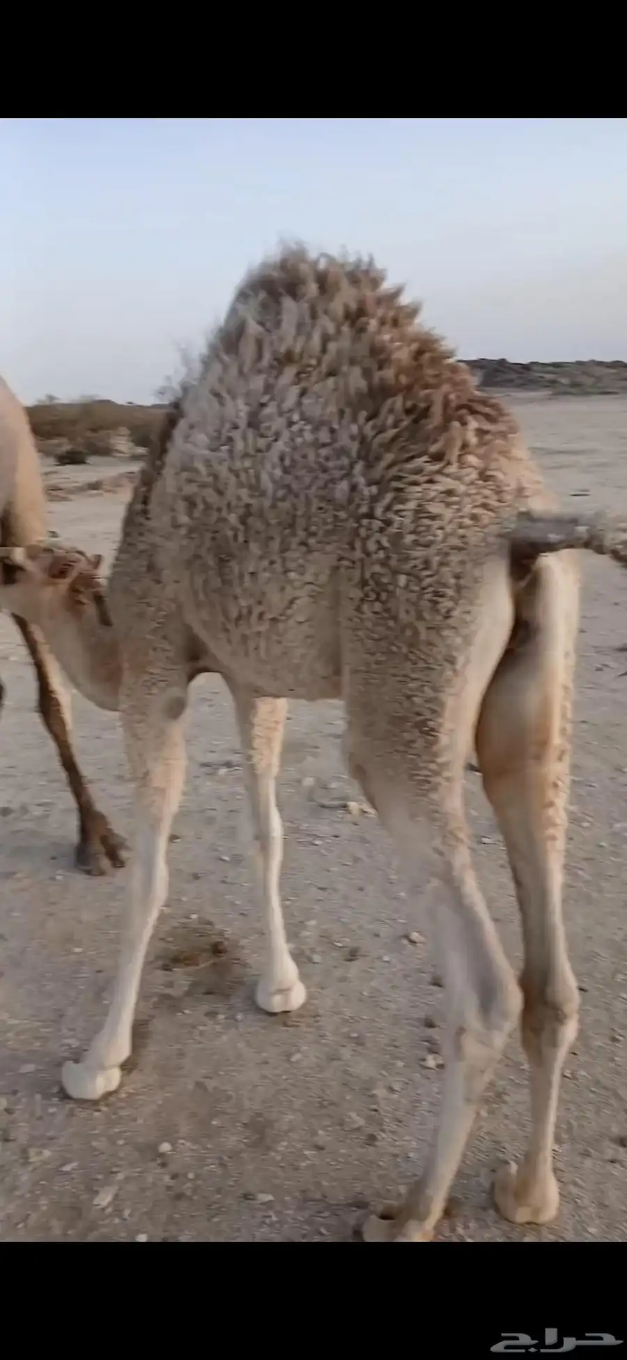 ثلاثه قعدان كفو ثنين ع الحليب 1