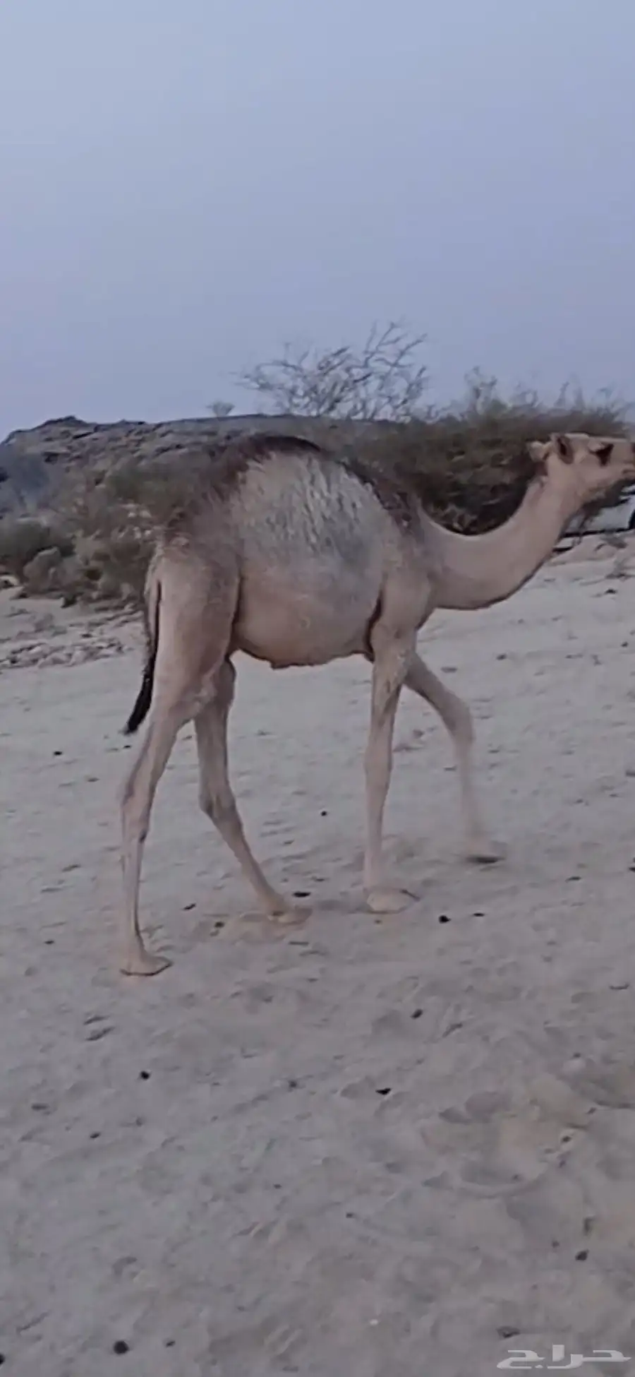 ثلاثه قعدان كفو ثنين ع الحليب 0