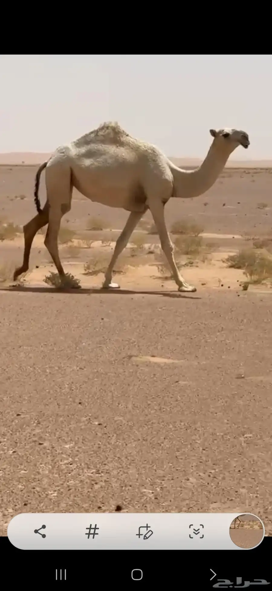 بكرتين اعمارها سنتين وحده وضحا وحده شقحا تصلح للقناي 2