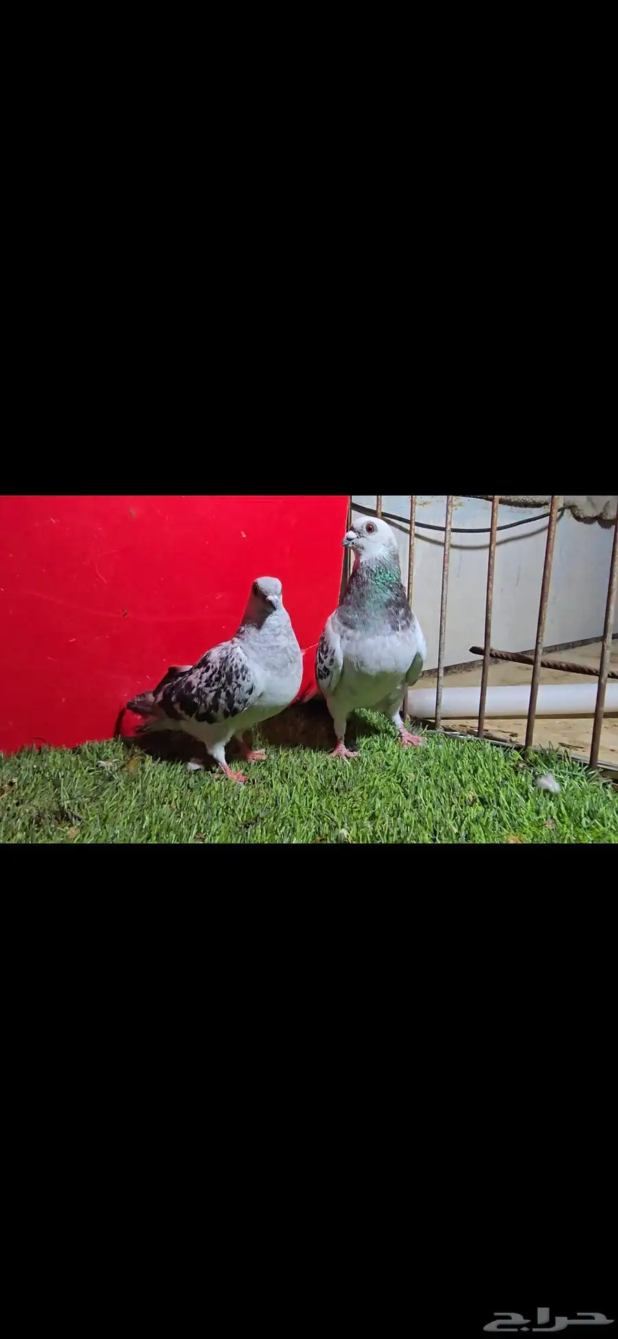 حمام شامي بوز او عمري 5