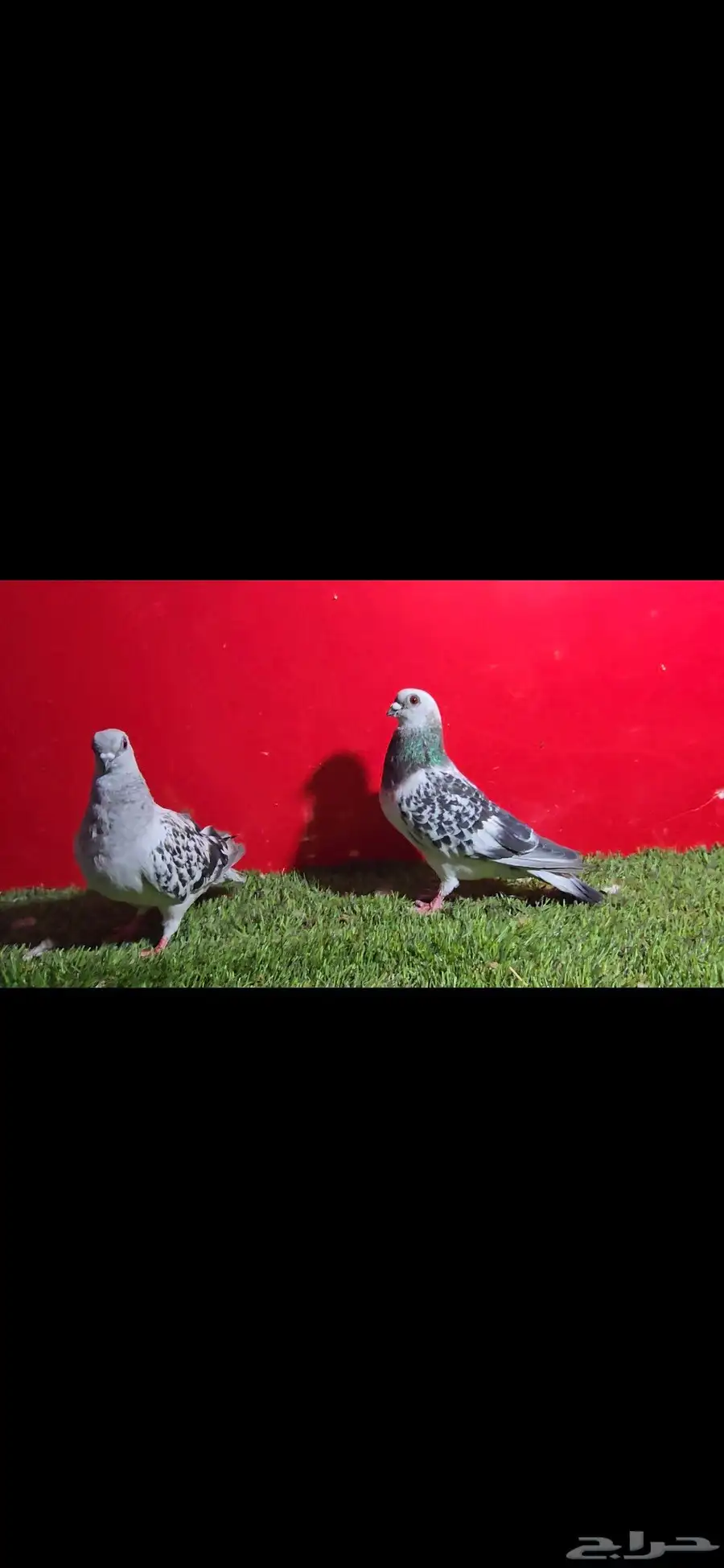 حمام شامي بوز او عمري 4