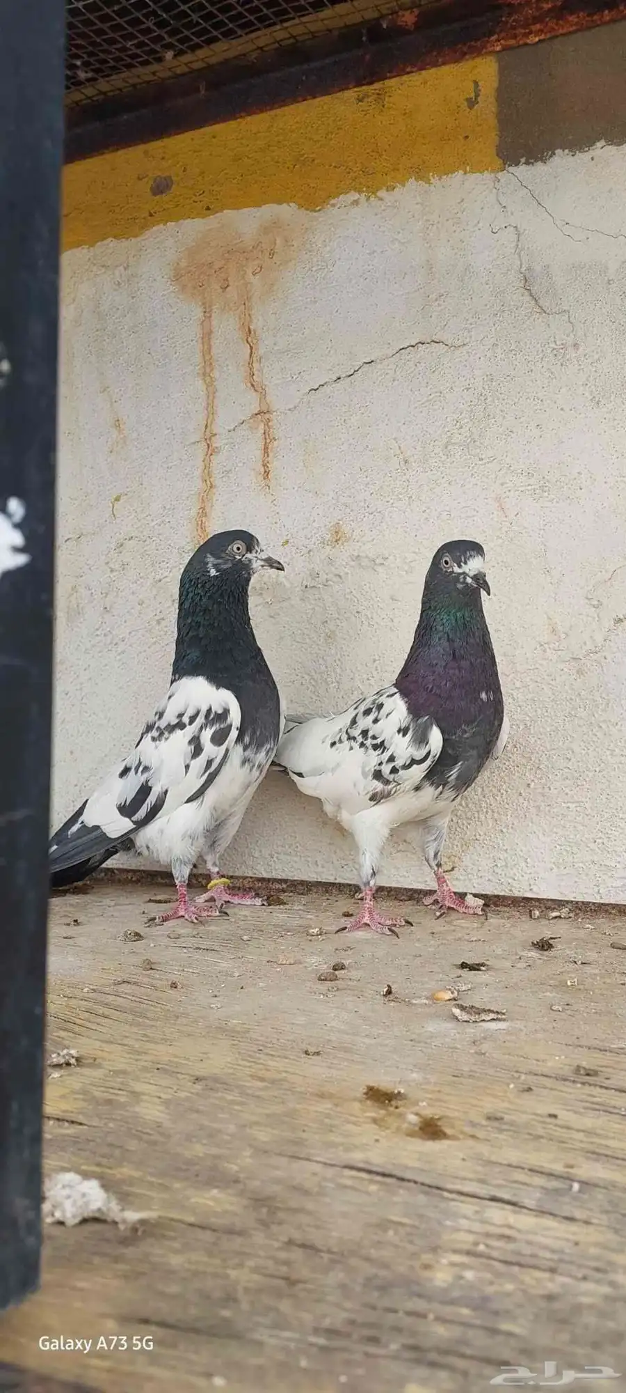 حمام باكستاني رامبوري 0