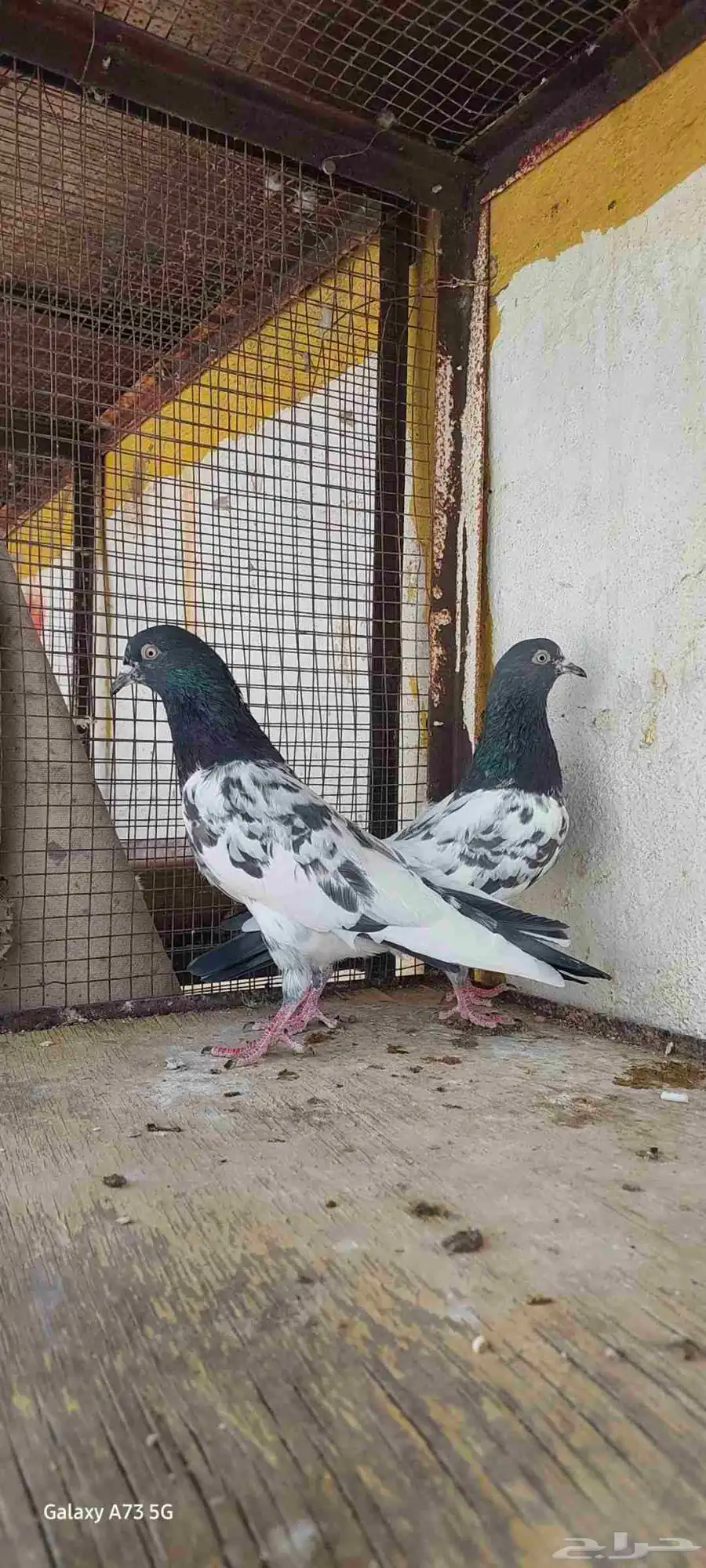 حمام باكستاني رامبوري 3