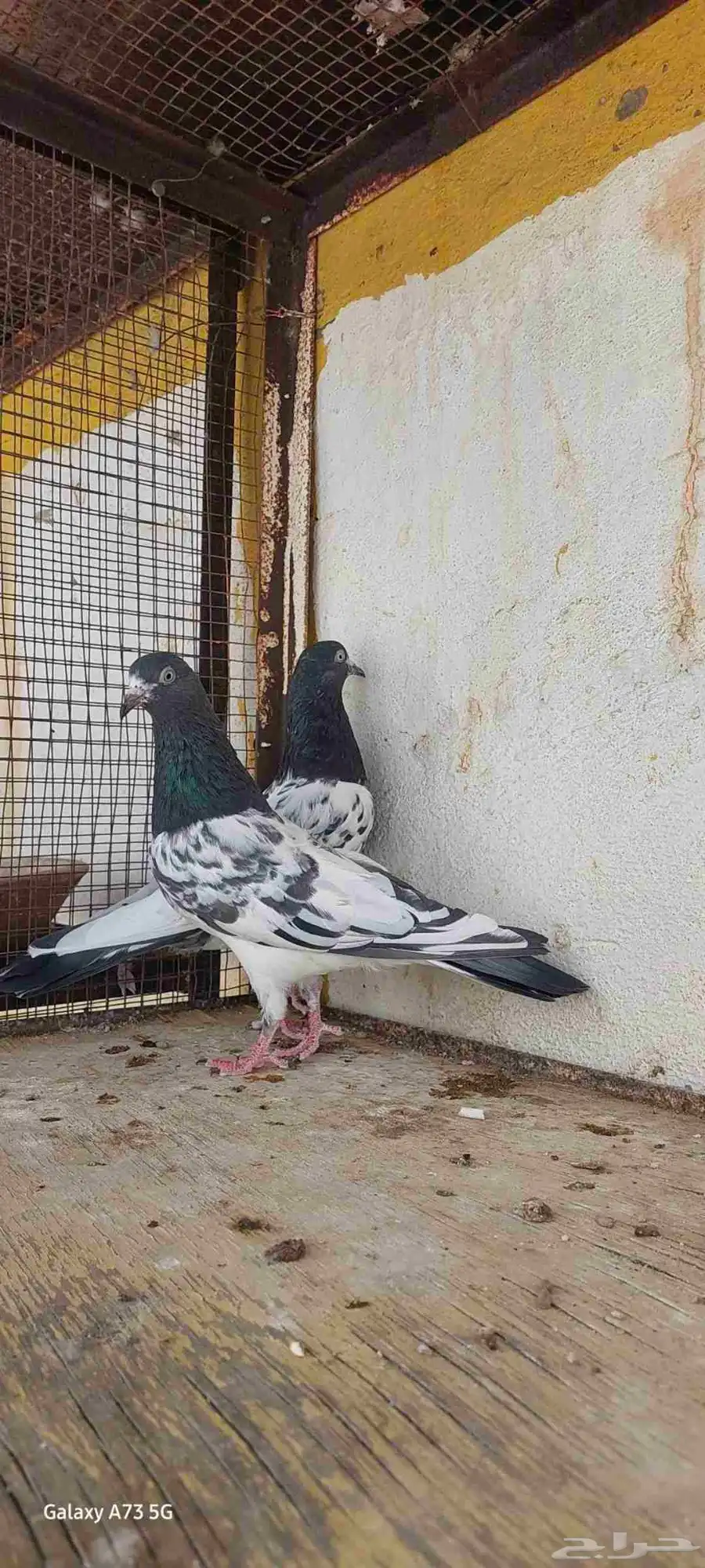 حمام باكستاني رامبوري 4
