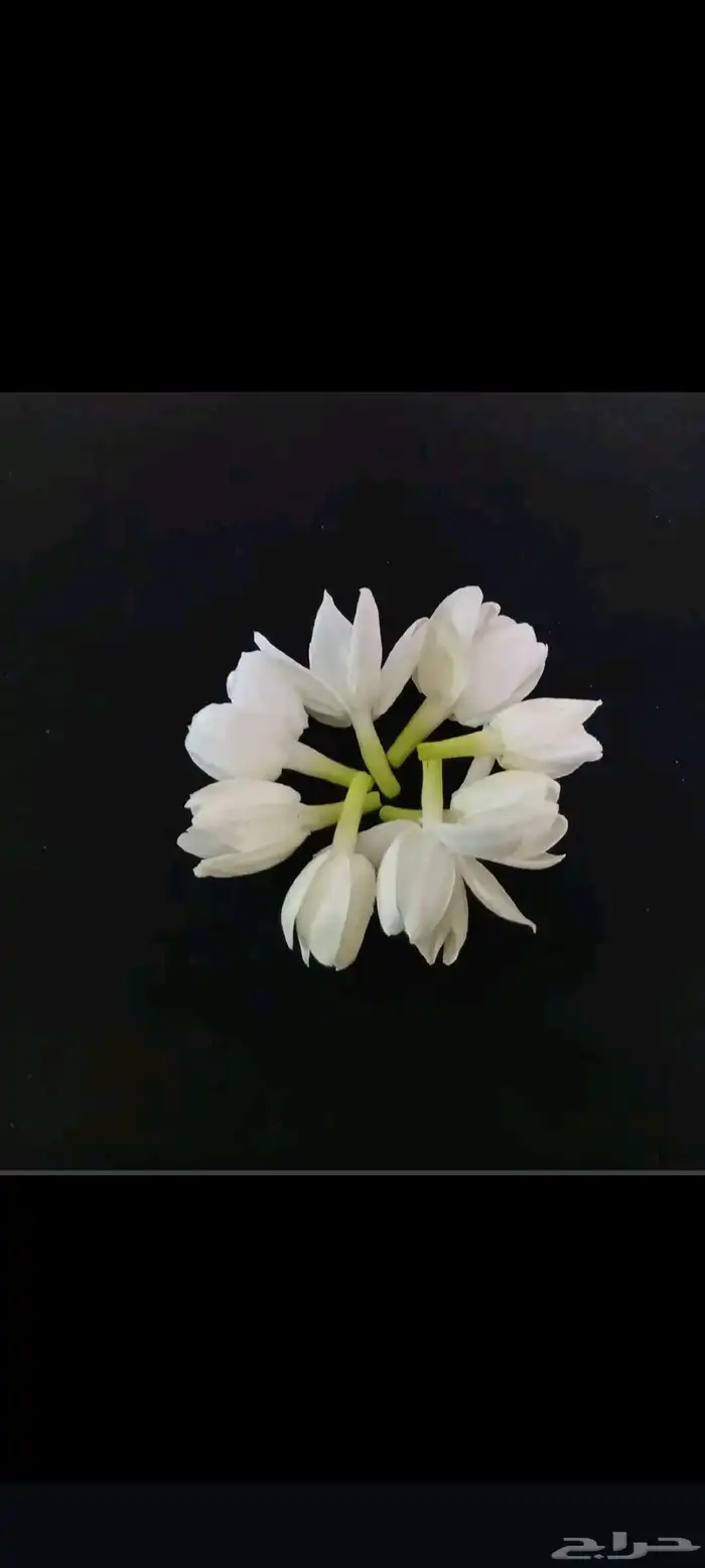 فل الرياض 5
