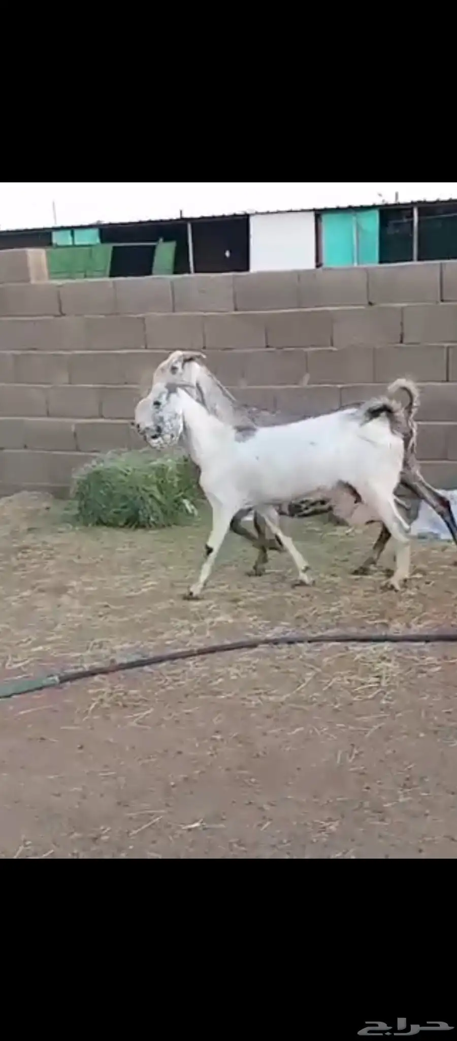 معزه مشاريك ماشاء الله تبارك 2