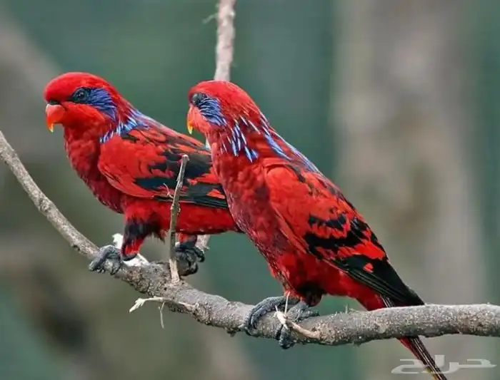 فرخ لوري بلو ستريك 3