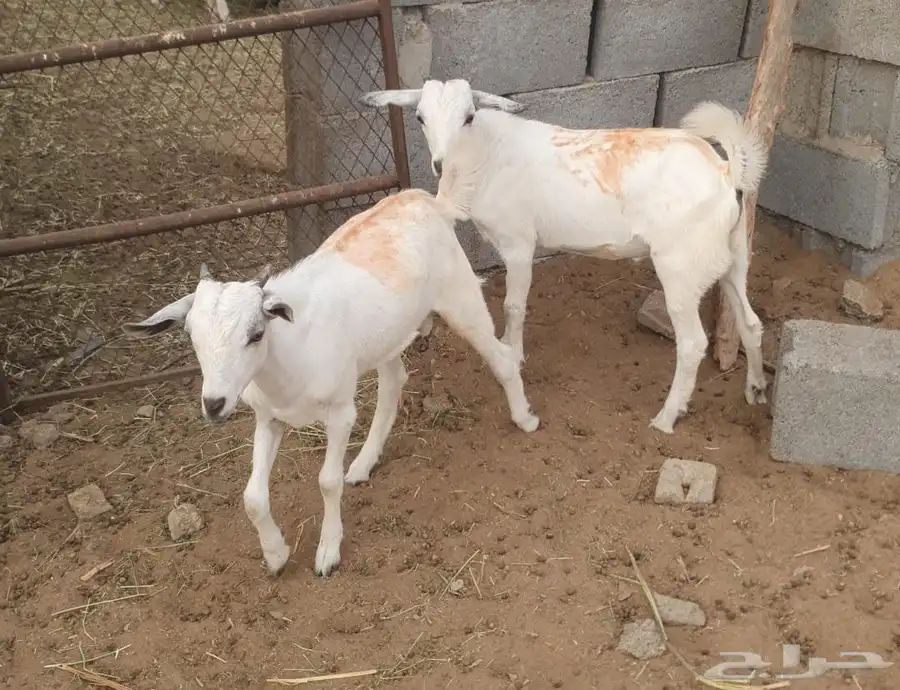 تيوس سليمه من الأمراض و العيوب 0