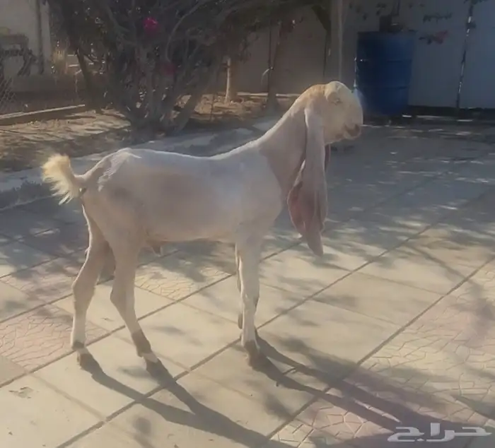 تيس حجازي هولندي خصم ولون 8