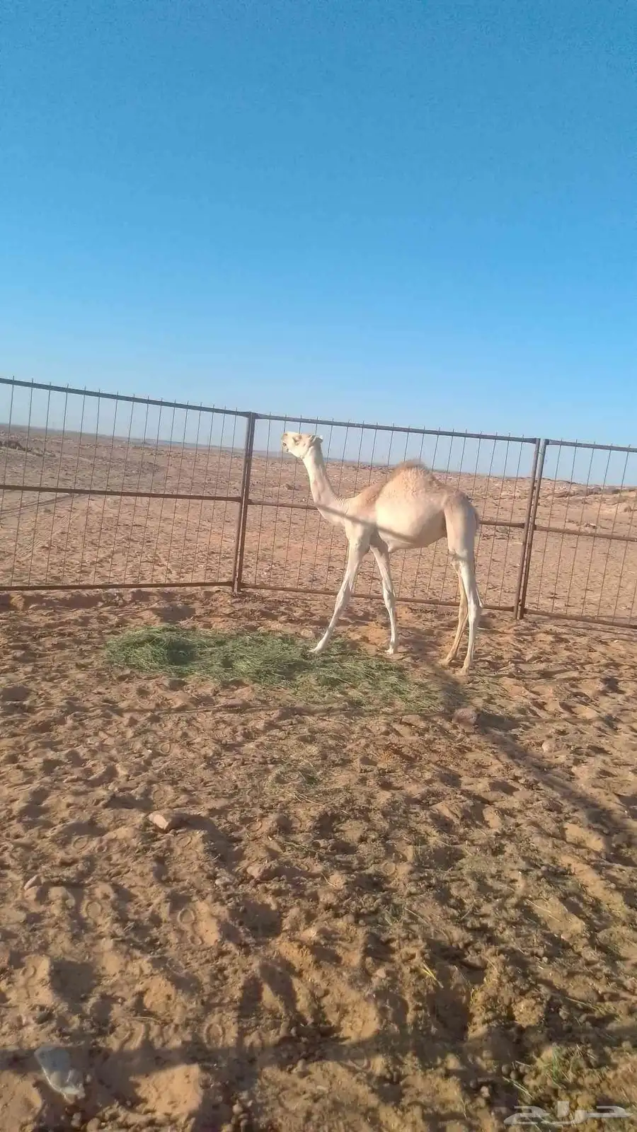 قعود ولد ولد شاهين الجهراء جمل مشري الشراري الام بنت سياف 2