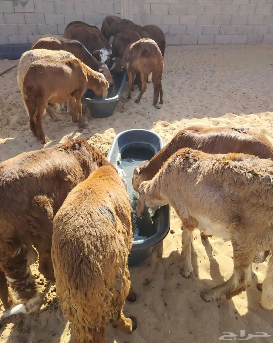 سواكن مرابي شهرين لحوم طيبة واعمار صغيرة 4