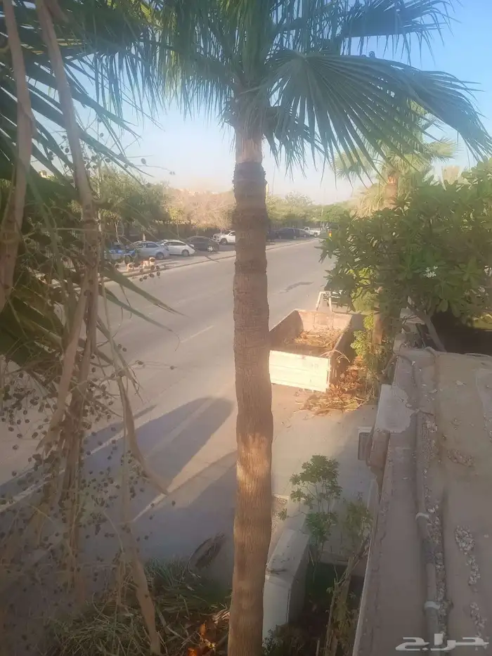 عمال النخل 3