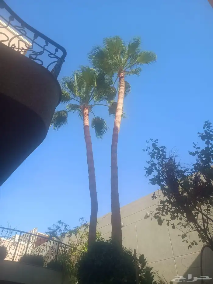 عمال النخل 1